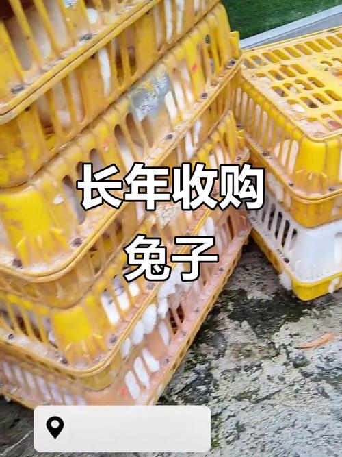 商品兔回收价格多少斤-图1