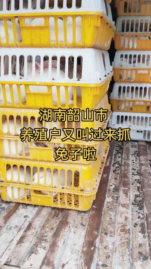 商品兔回收价格多少斤-图2