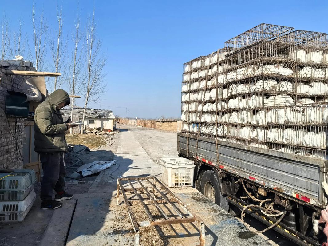 商品兔回收价格多少斤-图3