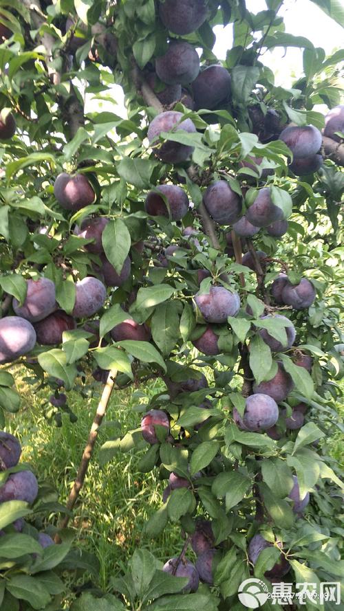 奥李14号是黑李子优良品种吗？-图3