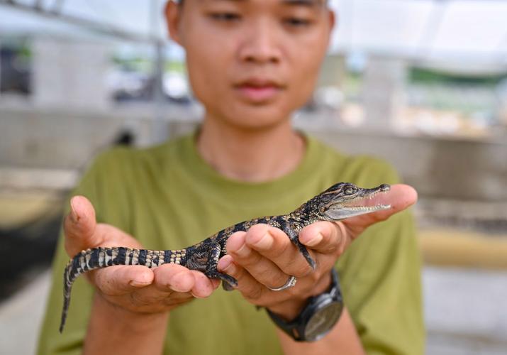 鳄鱼养殖技术有哪些关键要点？-图1