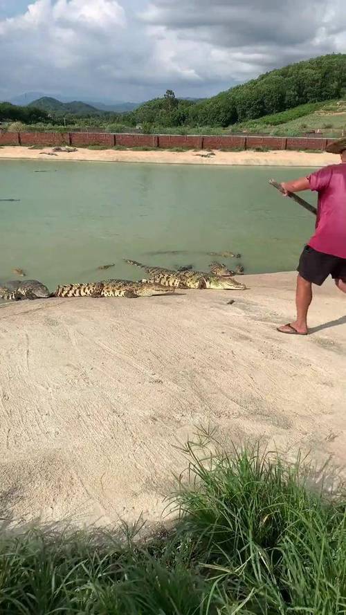 鳄鱼养殖技术有哪些关键要点？-图2