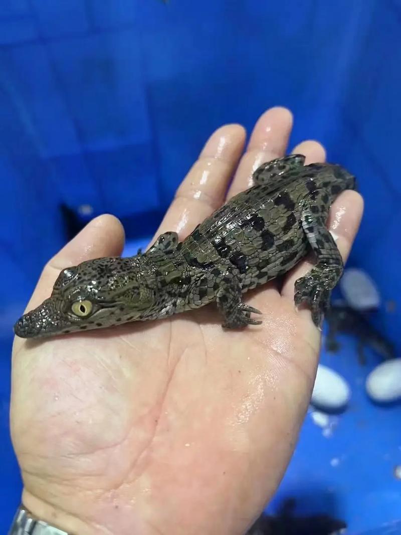 鳄鱼养殖技术有哪些关键要点？-图3