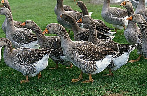 图卢兹鹅养殖技术视频-图3