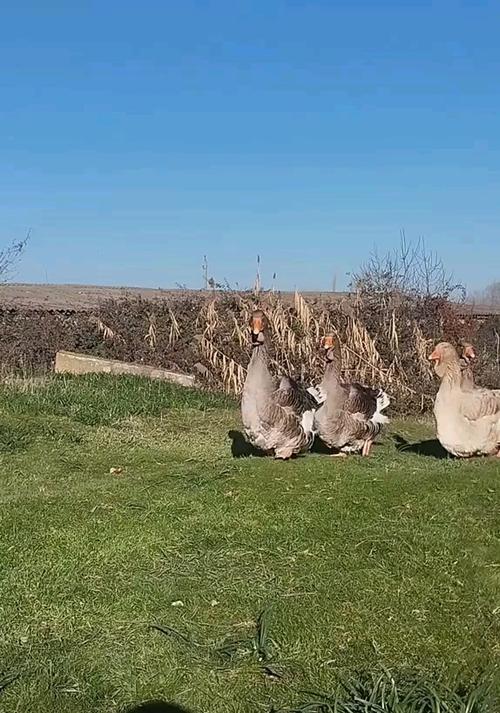 图卢兹鹅养殖技术视频-图1