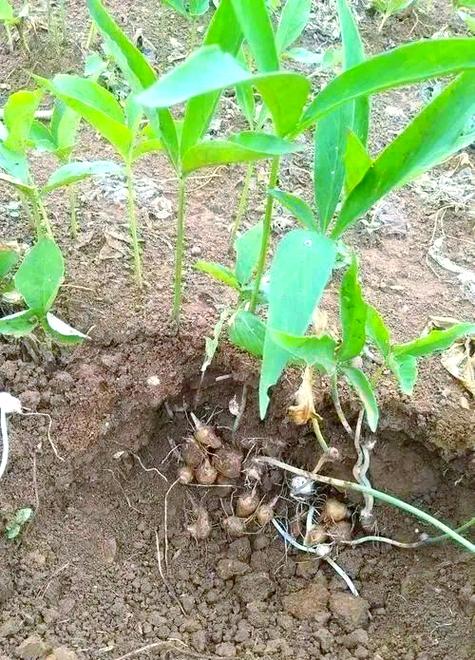 半夏价格现在多少钱？-图2