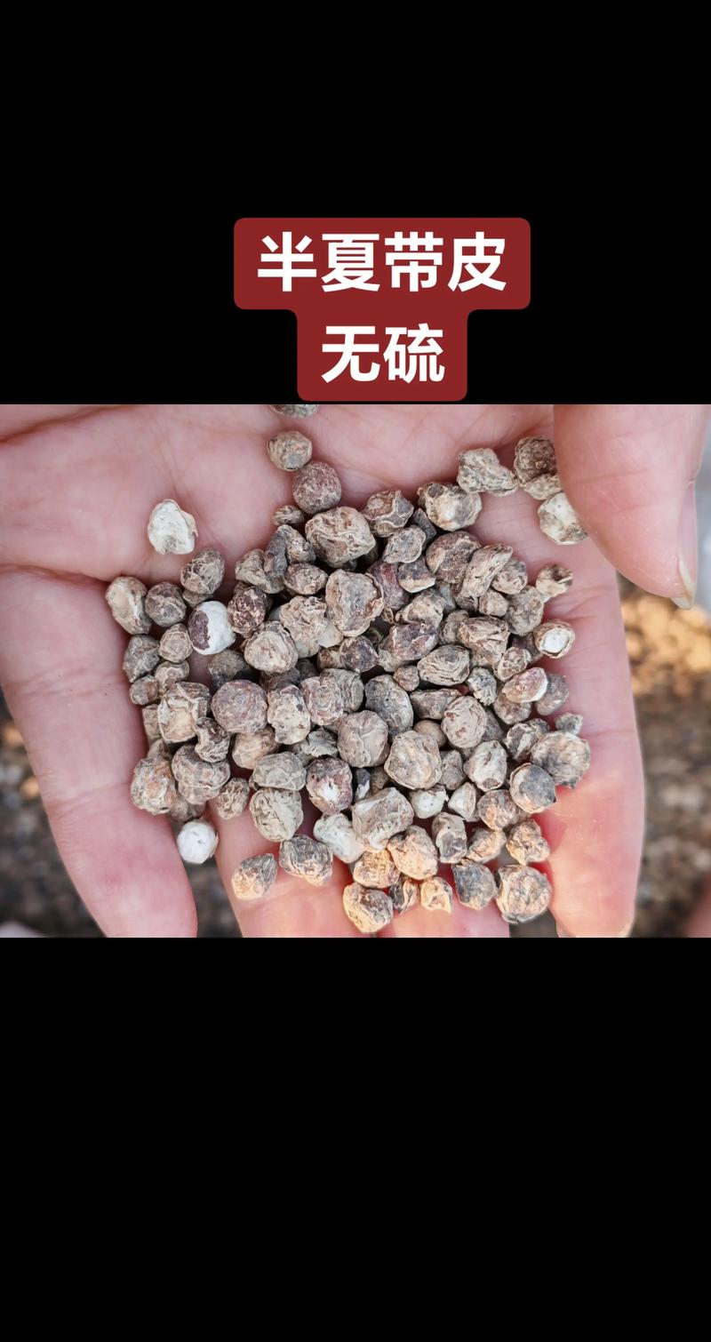 半夏价格现在多少钱？-图3