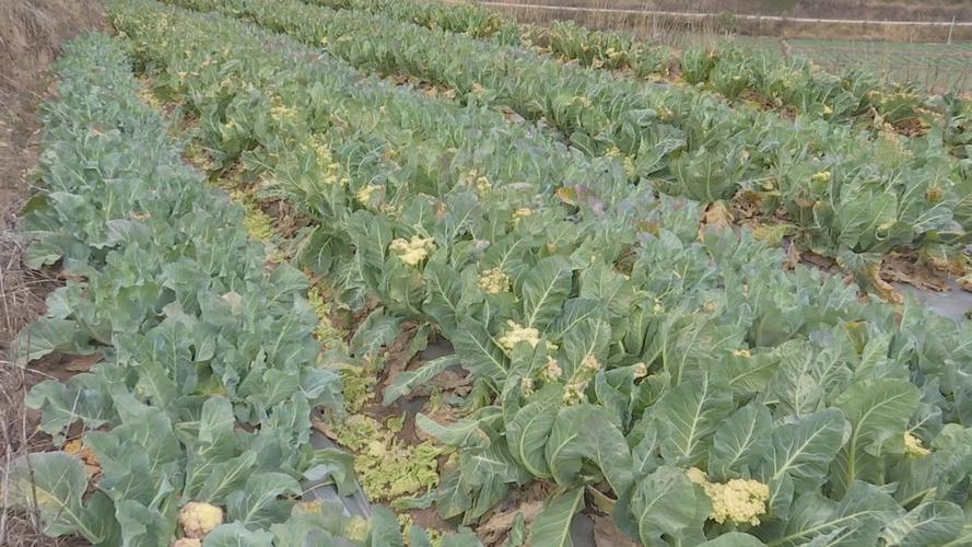 夏季花菜怎么种？视频技术要点有哪些？-图3