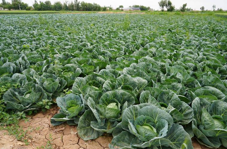 夏季花菜怎么种？视频技术要点有哪些？-图2