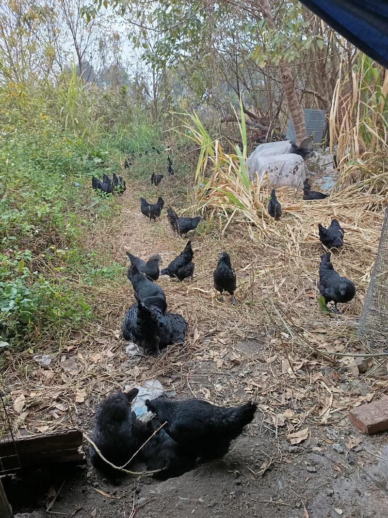 绿壳鸡蛋乌鸡养殖技术-图3