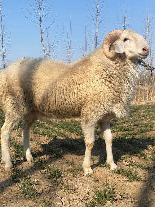 哪种羊是体型最小的？-图2