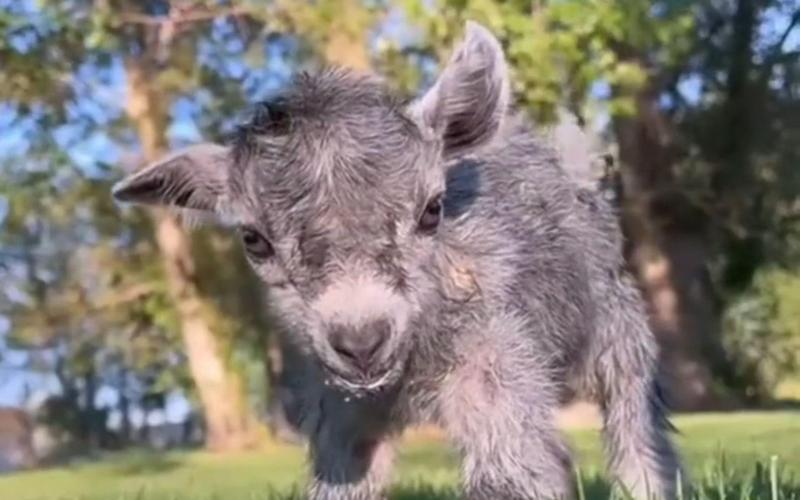 哪种羊是体型最小的？-图3