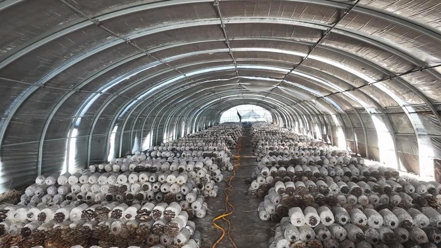 大棚平菇种植管理技术有哪些关键要点？-图1