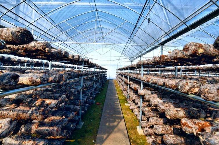 大棚平菇种植管理技术有哪些关键要点？-图2