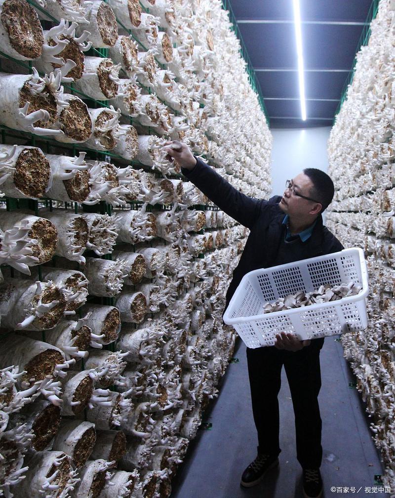 大棚平菇种植管理技术有哪些关键要点？-图3