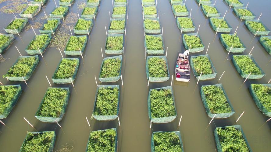 网箱养殖黄鳝技术指导-图1