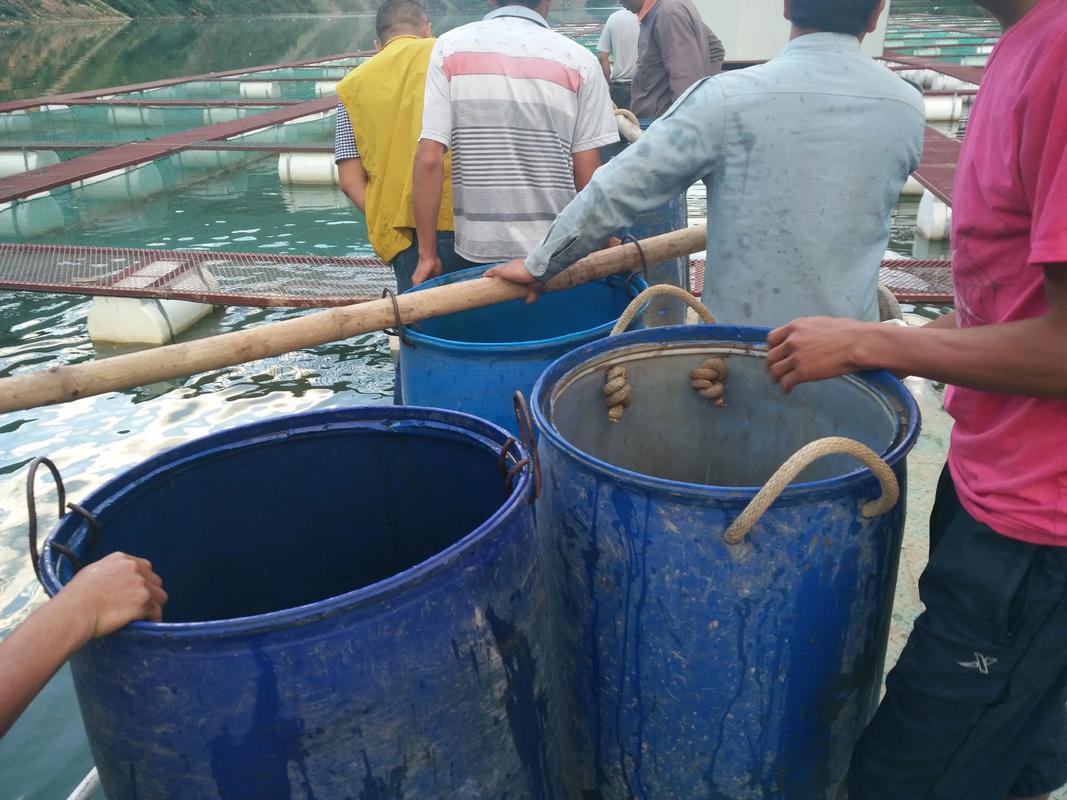 网箱养殖黄鳝技术指导-图2