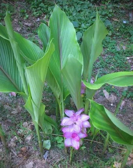 莪术的种植技术和效益-图1