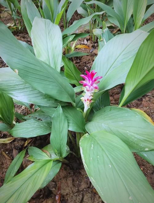 莪术的种植技术和效益-图2