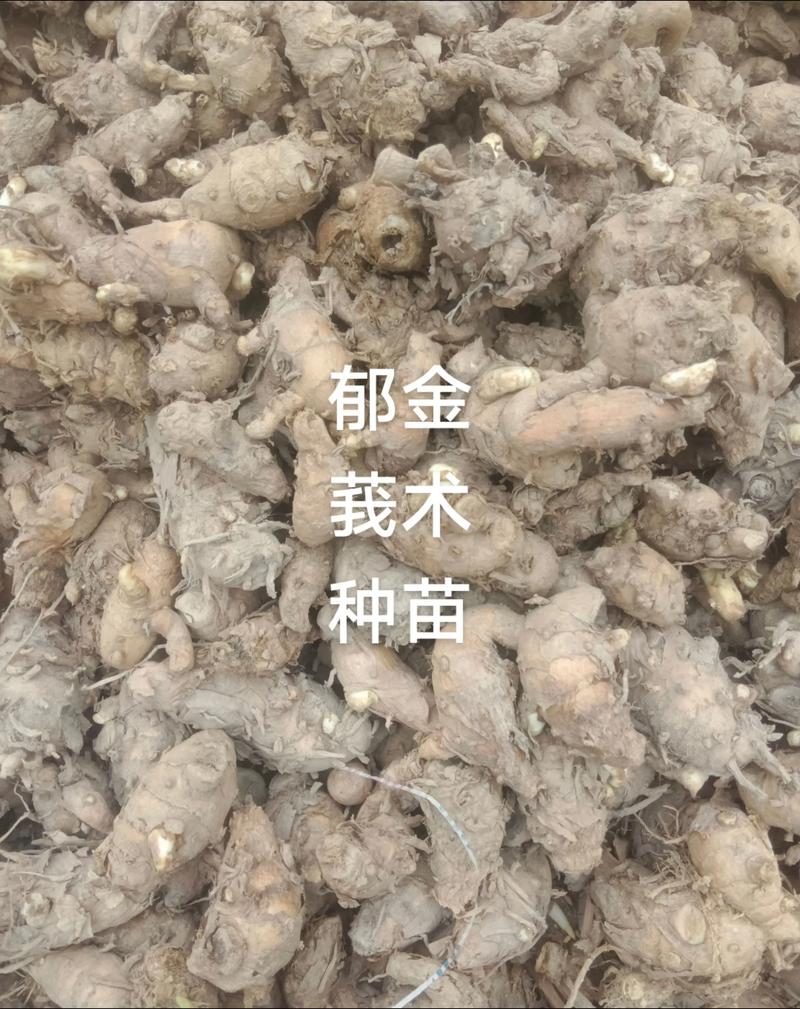 莪术的种植技术和效益-图3