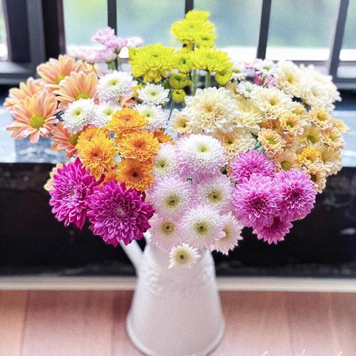 切花洋甘菊怎么种才高产？-图3