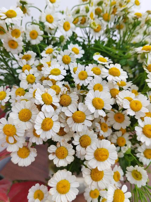 切花洋甘菊怎么种才高产？-图1