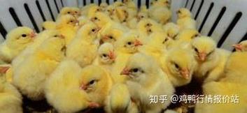 今日817苗价格行情如何？-图3