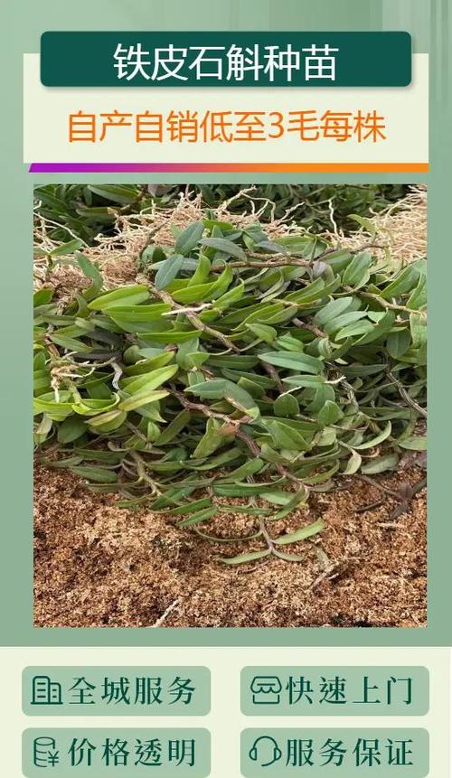 药材石斛如何种植技术-图2