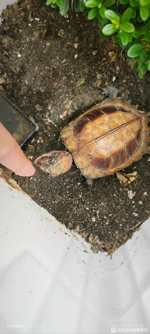 红头红眼锯缘龟价格多少？-图1