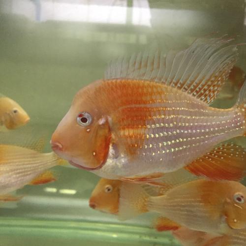 红头红眼锯缘龟价格多少？-图3