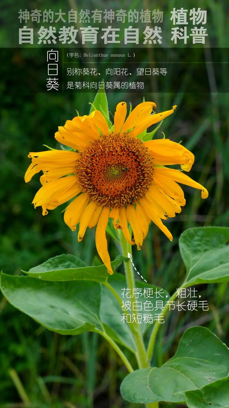 向曰葵都有哪些品种花-图2