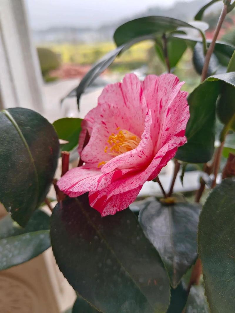 单瓣茶花品种有何特征？-图2