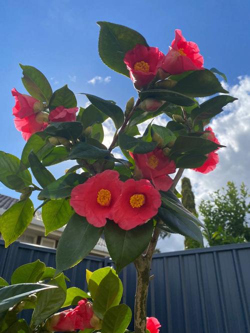 单瓣茶花品种有何特征？-图3