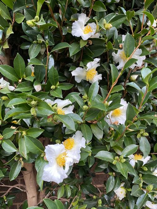 单瓣茶花品种有何特征？-图1