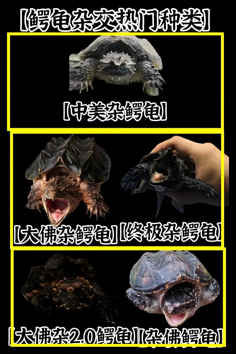 2025年鳄鱼龟价格会涨还是跌？-图2