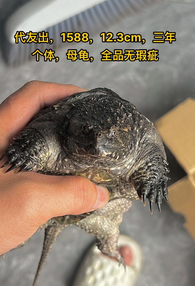 2025年鳄鱼龟价格会涨还是跌？-图3