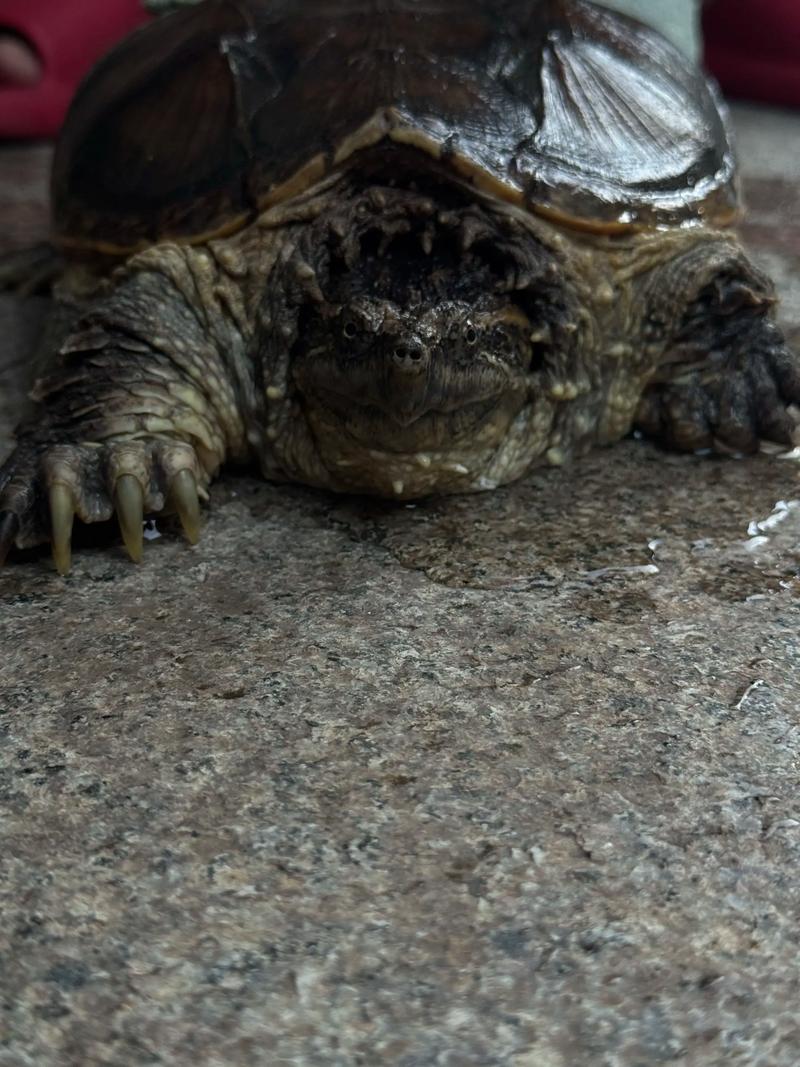 2025年鳄鱼龟价格会涨还是跌？-图1