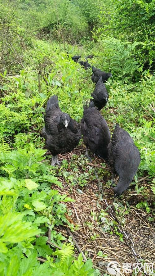 乌骨土鸡收购价哪里最高？-图1