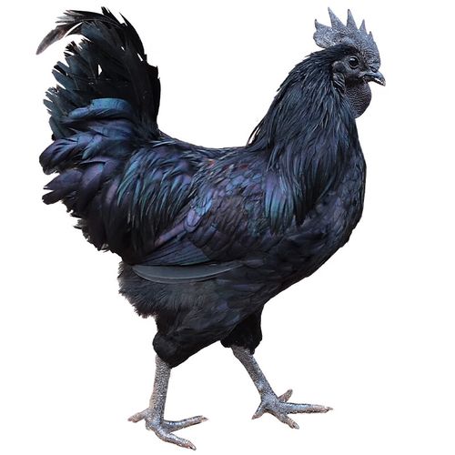 乌骨土鸡收购价哪里最高？-图2