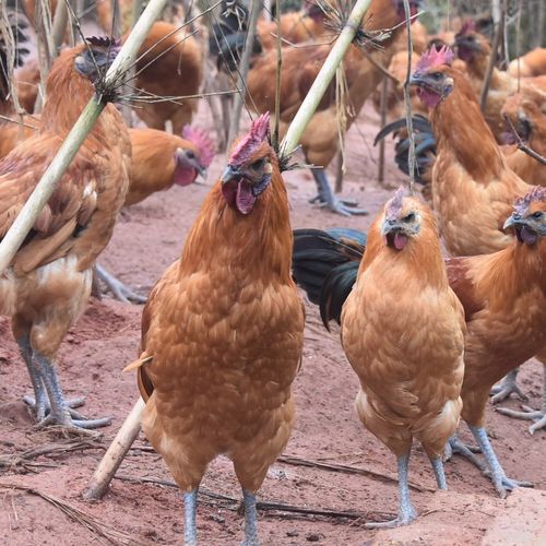 乌骨土鸡收购价哪里最高？-图3