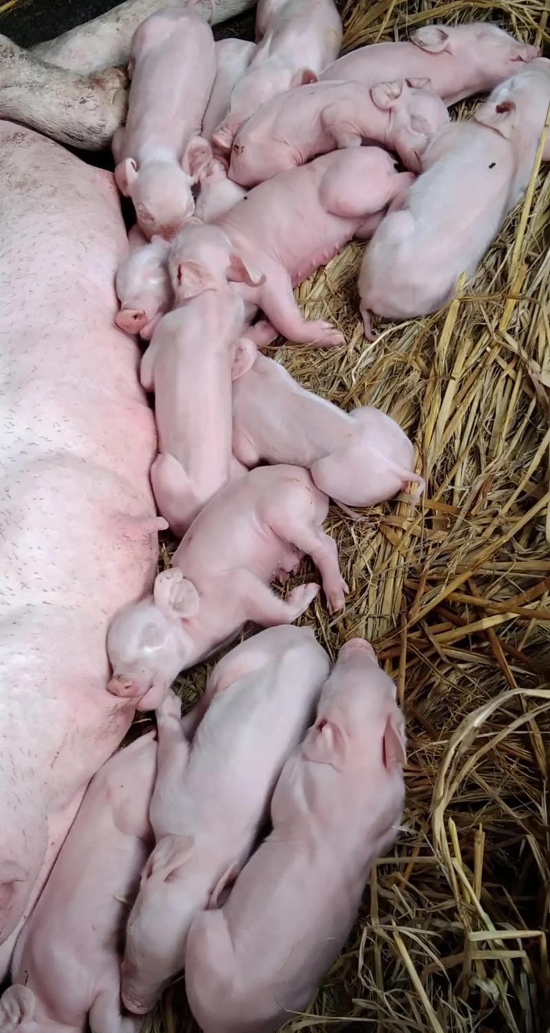 啥品种的猪长得特别小？-图1