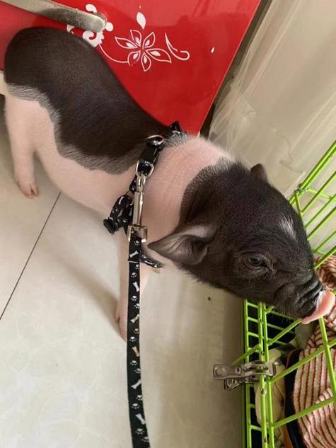 啥品种的猪长得特别小？-图2