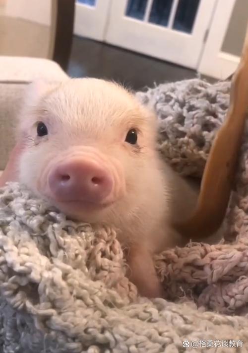 啥品种的猪长得特别小？-图3
