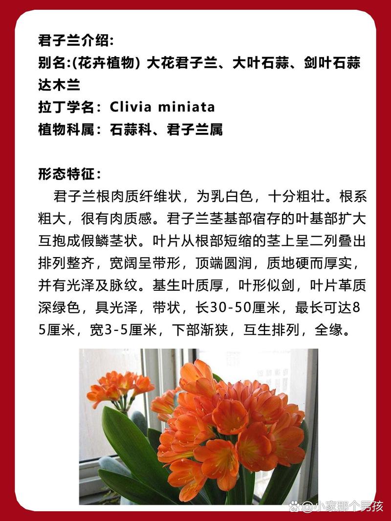 君子兰的品种鉴别图示-图1