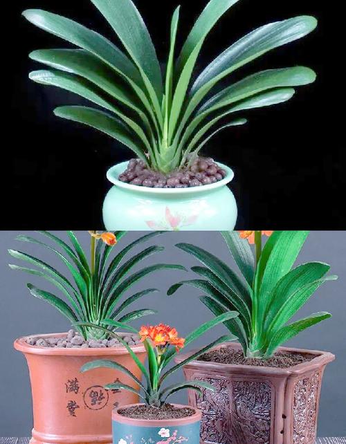 君子兰的品种鉴别图示-图2