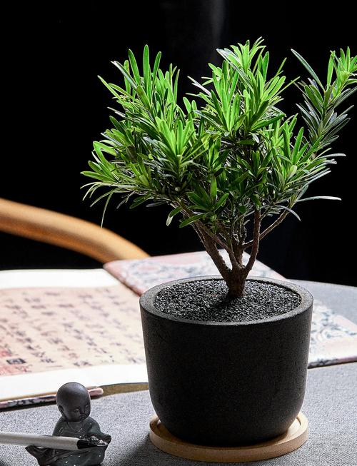 罗汉松品种如何快速辨别？-图2