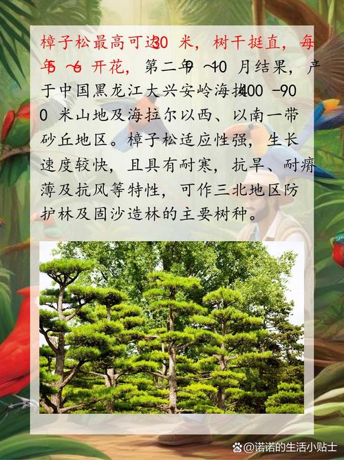 罗汉松品种如何快速辨别？-图1