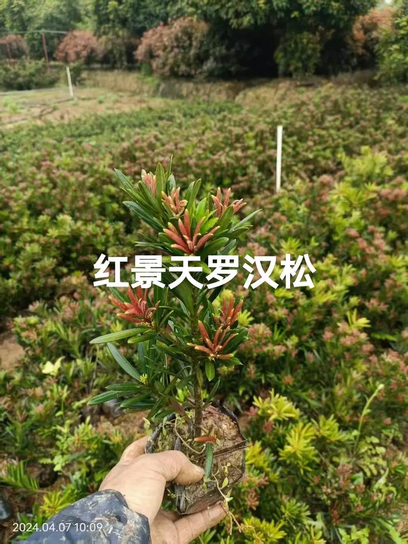 罗汉松品种如何快速辨别？-图3