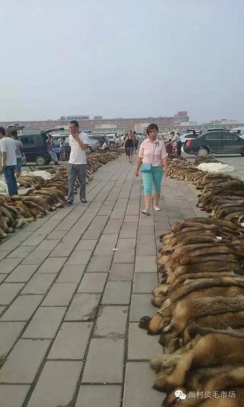 今日大营貉皮最新价格-图3