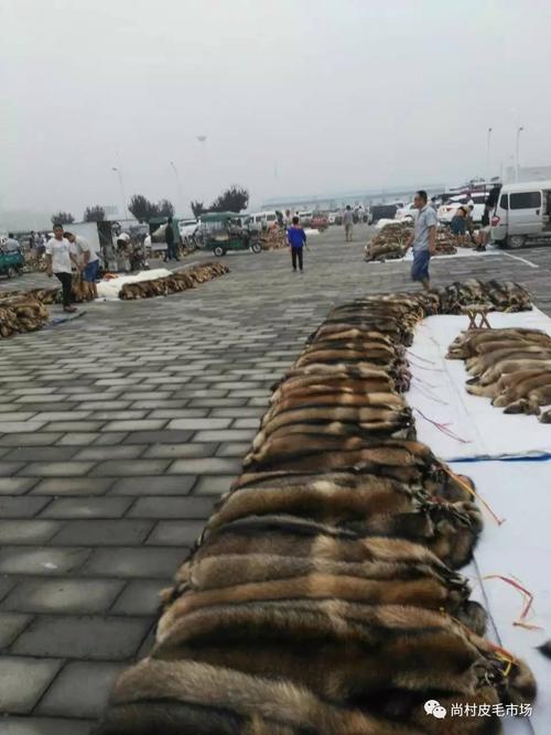 今日大营貉皮最新价格-图2